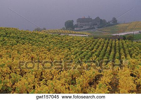 High angle view of crops in a field, Lausanne, Vaud, Switzerland View Large Photo Image Stock Photography - High angle view of crops in a field, Lausanne, Vaud, Switzerland. Fotosearch