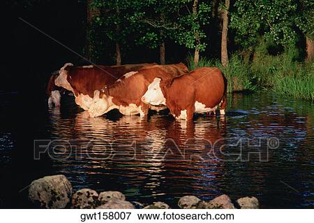 Stock Photo - Four cows drinking water from a river in a forest, Vaxjo, Sweden. Fotosearch