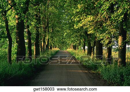 Trees along a road, Vaxjo, Sweden View Large Photo Image Stock Image - Trees along a road, Vaxjo, Sweden. Fotosearch