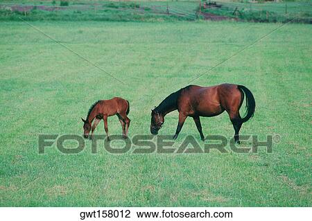 Two horses grazing in a field, Smaland, Sweden View Large Photo Image Stock Image - Two horses grazing in a field, Smaland, Sweden. Fotosearch