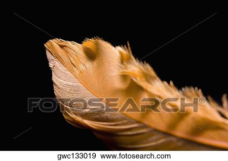 Close-up of a feather View Large Photo Image Stock Photo - Close-up of a feather. Fotosearch