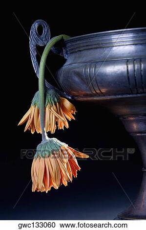Close-up of two wilted flowers in a vase View Large Photo Image Stock Image - Close-up of two wilted flowers in a vase. Fotosearch