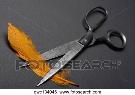 High angle view of a pair of scissors with a feather View Large Photo Image Stock Photograph - High angle view of a pair of scissors with a feather. Fotosearch