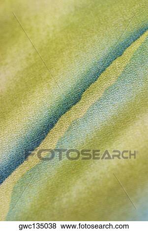 Close-up of a striped fabric View Large Photo Image Stock Photo - Close-up of a striped fabric. Fotosearch