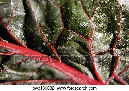 Close-up of a leaf View Large Photo Image Stock Image - Close-up of a leaf. Fotosearch