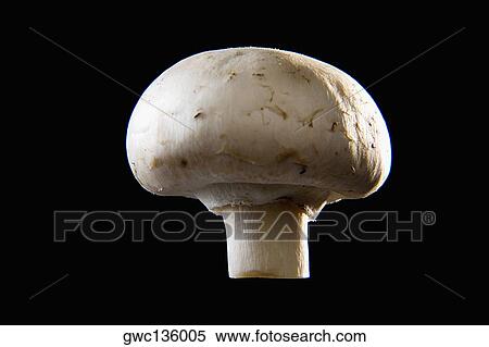 Stock Photography - Close-up of a mushroom. Fotosearch