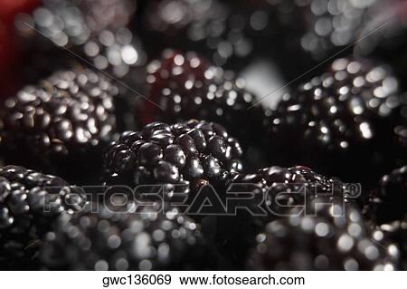 Stock Photo - Close-up of blackberries. Fotosearch