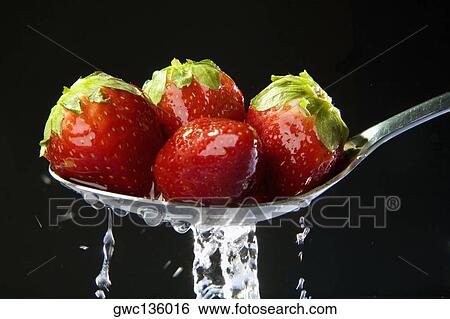 Close-up of four wet strawberries in a spoon View Large Photo Image Stock Photograph - Close-up of four wet strawberries in a spoon. Fotosearch