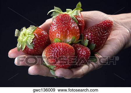 Close-up of strawberries on a person's hand View Large Photo Image Stock Photo - Close-up of strawberries on a person's hand. Fotosearch