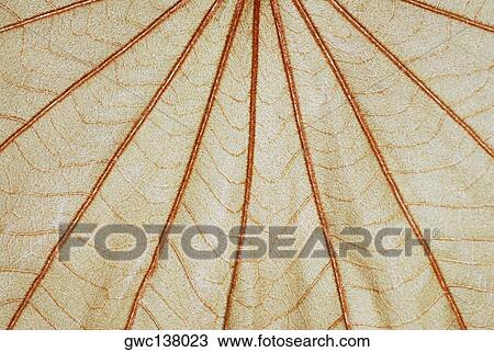 Close-up of a leaf View Large Photo Image Stock Image - Close-up of a leaf. Fotosearch