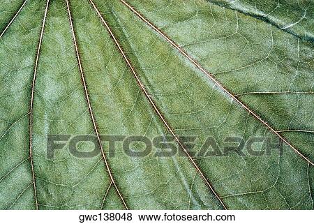 Close-up of a leaf View Large Photo Image Stock Photo - Close-up of a leaf. Fotosearch