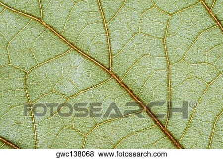 Stock Photo - Close-up of a leaf. Fotosearch