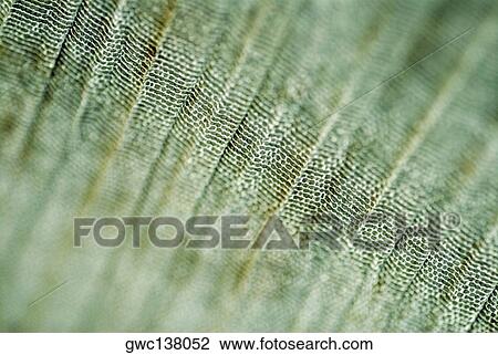 Stock Image - Close-up of a pattern on fabric. Fotosearch