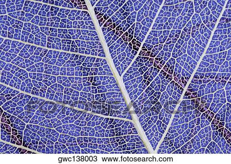 Close-up of a translucent leaf View Large Photo Image Stock Image - Close-up of a translucent leaf. Fotosearch