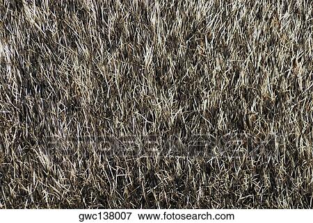 Close-up of dry grass View Large Photo Image Stock Photo - Close-up of dry grass. Fotosearch