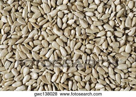 Close-up of seeds View Large Photo Image Stock Photo - Close-up of seeds. Fotosearch