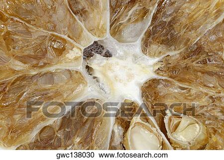 Close-up of the cross section of a fruit View Large Photo Image Stock Image - Close-up of the cross section of a fruit. Fotosearch