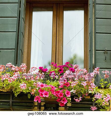 Close-up of flowers in front of a window View Large Photo Image Stock Photography - Close-up of flowers in front of a window. Fotosearch