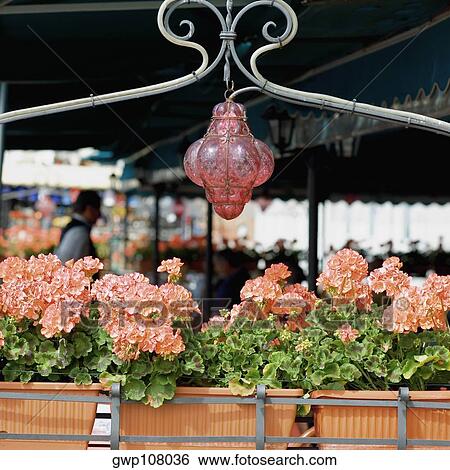 Lantern hanging over potted plants, Venice, Veneto, Italy View Large Photo Image Stock Photograph - Lantern hanging over potted plants, Venice, Veneto, Italy. Fotosearch