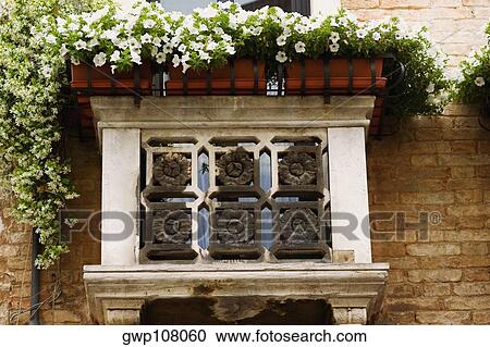 Low angle view of a flowering plant in a balcony View Large Photo Image Stock Image - Low angle view of a flowering plant in a balcony. Fotosearch