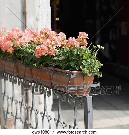 Potted plants on a railing, Venice, Veneto, Italy View Large Photo Image Stock Photo - Potted plants on a railing, Venice, Veneto, Italy. Fotosearch