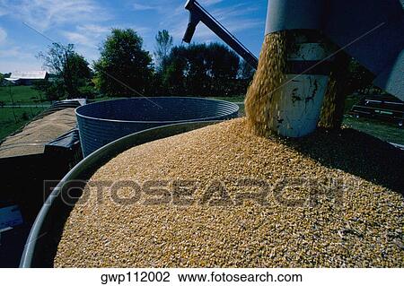 Stock Image - Corn drying after harvest, Clinton County, Ohio. Fotosearch