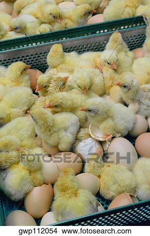 Freshly hatched chicks, Halifax, North Carolina View Large Photo Image Picture - Freshly hatched chicks, Halifax, North Carolina. Fotosearch