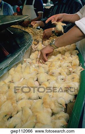 Inspecting chicks at hatchery, Salisbury, Maryland View Large Photo Image Stock Photograph - Inspecting chicks at hatchery, Salisbury, Maryland. Fotosearch