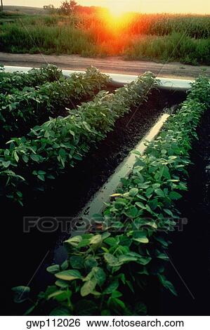 Irrigation of soybean fields View Large Photo Image Stock Photograph - Irrigation of soybean fields. Fotosearch