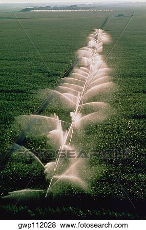 Stock Photo - Irrigation on large field. Fotosearch