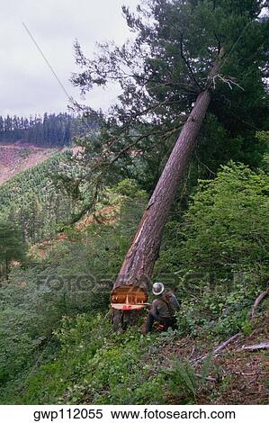 Stock Photography - Man cutting down tree. Fotosearch