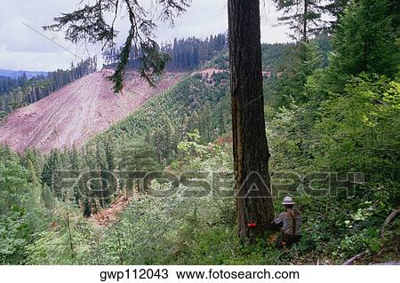 Man felling timber View Large Photo Image Stock Image - Man felling timber. Fotosearch