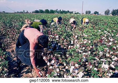 People picking cotton near Tarsus, Turkey View Large Photo Image Stock Photography - People picking cotton near Tarsus, Turkey. Fotosearch