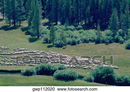 Sheep grazing View Large Photo Image Stock Image - Sheep grazing . Fotosearch