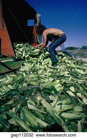 Sweet corn harvesting, Minnesota View Large Photo Image Stock Image - Sweet corn harvesting, Minnesota. Fotosearch