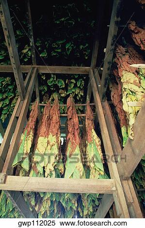 Stock Photography - Tobacco curing in a barn, Maryland. Fotosearch