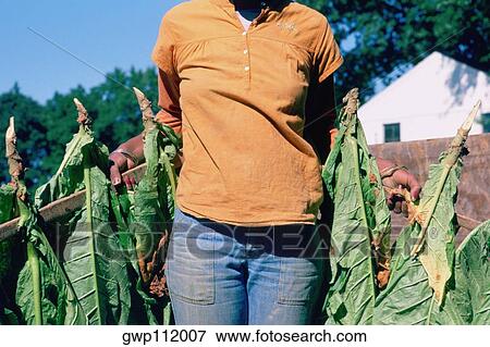Stock Photo - Tobacco harvesting, Maryland. Fotosearch