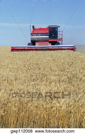 Wheat harvesting View Large Photo Image Stock Photo - Wheat harvesting. Fotosearch