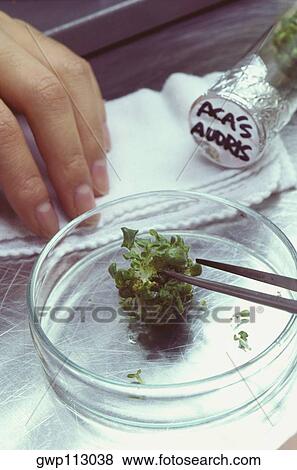 Close-up of cress on a petri dish, Tochigi Prefecture, Honshu, Japan View Large Photo Image Stock Photo - Close-up of cress on a petri dish, Tochigi Prefecture, Honshu, Japan. Fotosearch