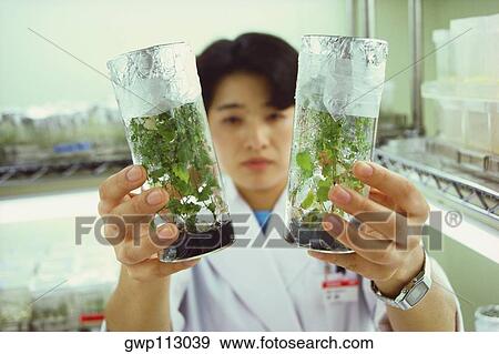 Female scientist holding plants in a laboratory, Tochigi Prefecture, Honshu, Japan View Large Photo Image Stock Photo - Female scientist holding plants in a laboratory, Tochigi Prefecture, Honshu, Japan. Fotosearch