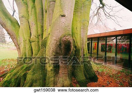 Tree in front of a museum, Louisiana Museum, North Zeeland, Denmark View Large Photo Image Stock Photo - Tree in front of a museum, Louisiana Museum, North Zeeland, Denmark. Fotosearch