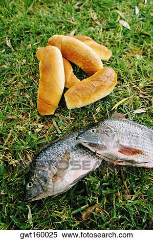 Close-up of bread and fish on the grass, Galilee, Israel View Large Photo Image Stock Photography - Close-up of bread and fish on the grass, Galilee, Israel. Fotosearch