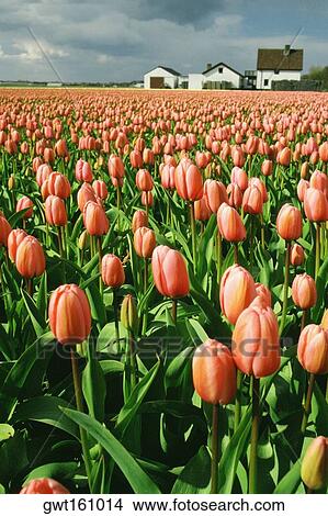 Field of pink tulip flowers, Sassenheim, Netherlands View Large Photo Image Picture - Field of pink tulip flowers, Sassenheim, Netherlands. Fotosearch