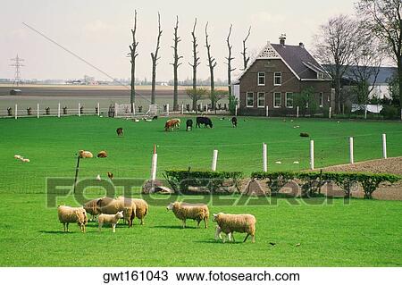 Flock of sheep in a farm, Amsterdam, Netherlands View Large Photo Image Stock Image - Flock of sheep in a farm, Amsterdam, Netherlands. Fotosearch