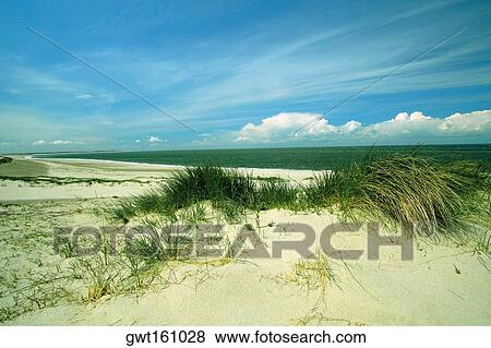 Stock Photo - Grass on the beach, Zeeland, Netherlands. Fotosearch
