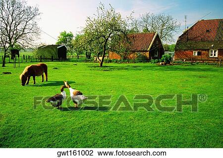 Horse and two ducks on a farm, Bronkhorst, Netherlands View Large Photo Image Stock Image - Horse and two ducks on a farm, Bronkhorst, Netherlands. Fotosearch