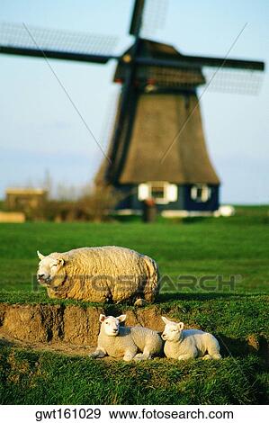 Three sheep on a field, Petten, Netherlands View Large Photo Image Stock Photo - Three sheep on a field, Petten, Netherlands. Fotosearch
