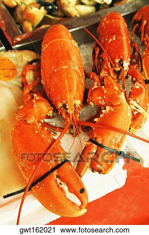 Close-up of lobsters, Norway View Large Photo Image Stock Image - Close-up of lobsters, Norway. Fotosearch