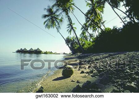 Close-up of a coconut on the beach, Papeete, Tahiti, Society Islands, French Polynesia View Large Photo Image Stock Image - Close-up of a coconut on the beach, Papeete, Tahiti, Society Islands, French Polynesia. Fotosearch
