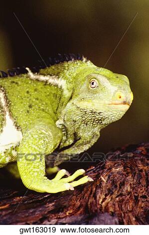 Stock Photo - Close-up of a Fiji crested iguana, Fiji (Brachylophus vitiensis). Fotosearch